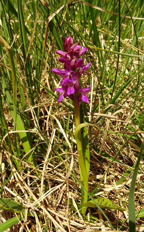 Dactylorhiza lapponica subsp. rhaetica